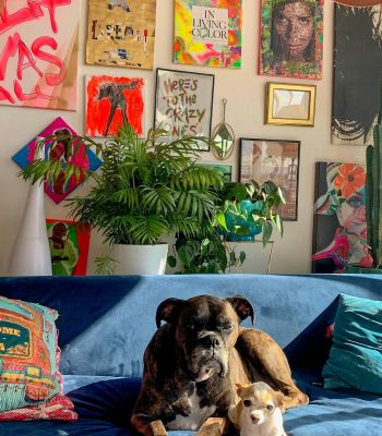 The Edge A dog and a cat lounging together on a couch in a cozy room.